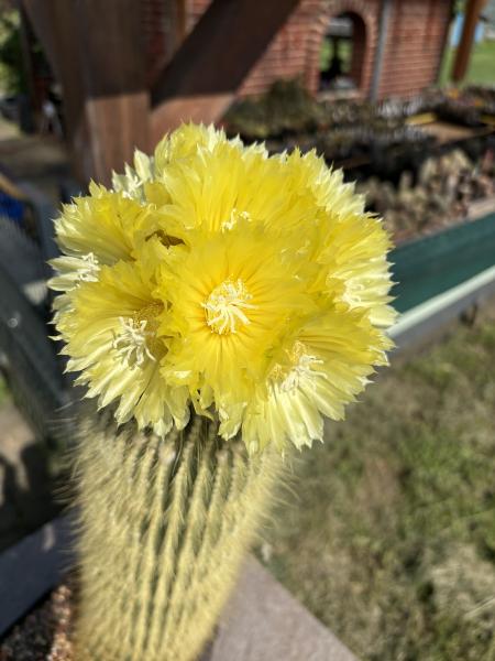 Parodia leninghausii